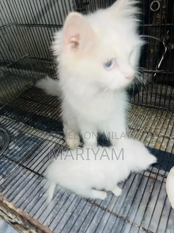 Triple Coated Female Persian Cat with Blue Eyes