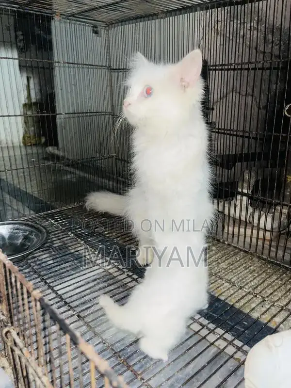 Triple Coated Female Persian Cat with Blue Eyes