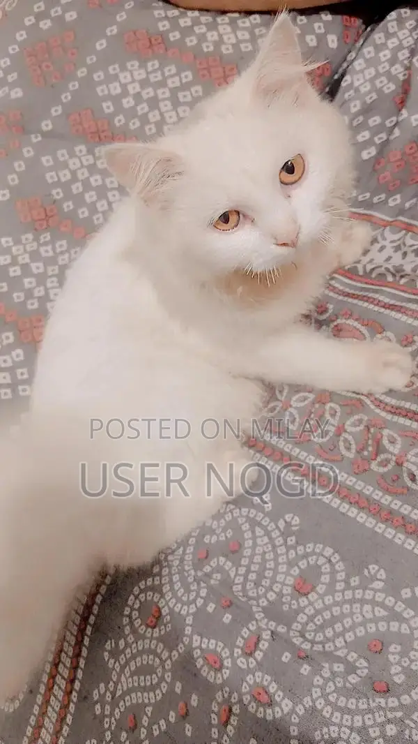 Purebred Persian Cat - Fully Trained Young Female