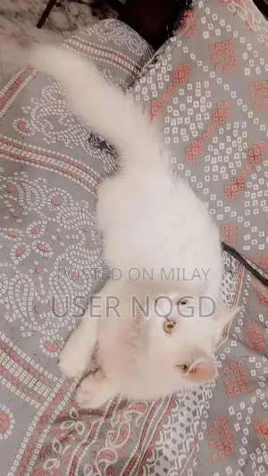 Purebred Persian Cat - Fully Trained Young Female