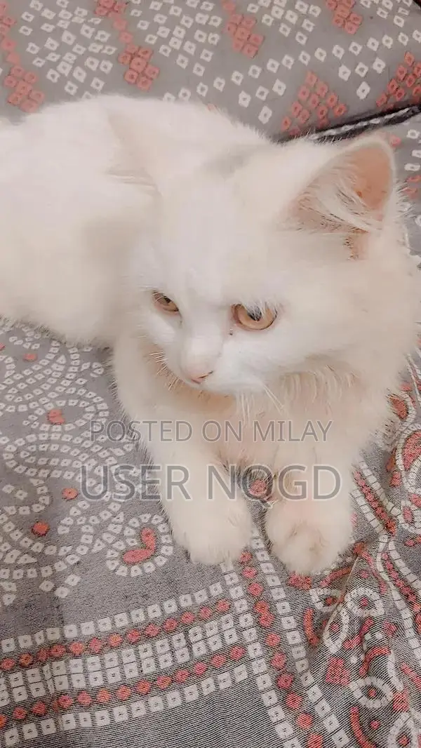 Purebred Persian Cat - Fully Trained Young Female