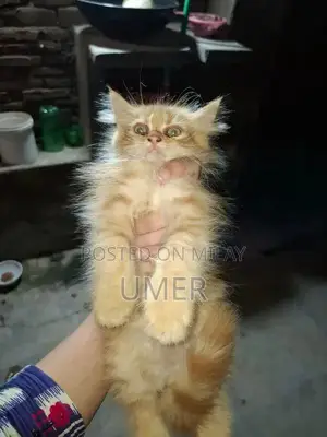 Photo - Elegant Persian Cat - Luxurious Long-Haired Breed