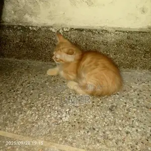 Elegant Persian Cat - Luxurious Long-Haired Breed