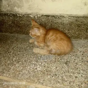 Elegant Persian Cat - Luxurious Long-Haired Breed
