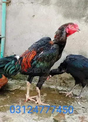 Authentic Thai Seal Pair - Traditional Cultural Artifact