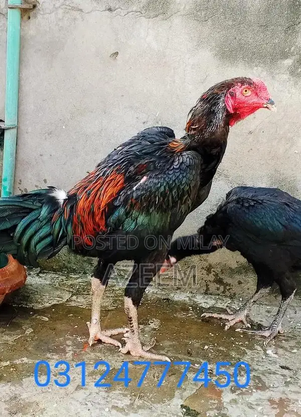 Authentic Thai Seal Pair - Traditional Cultural Artifact