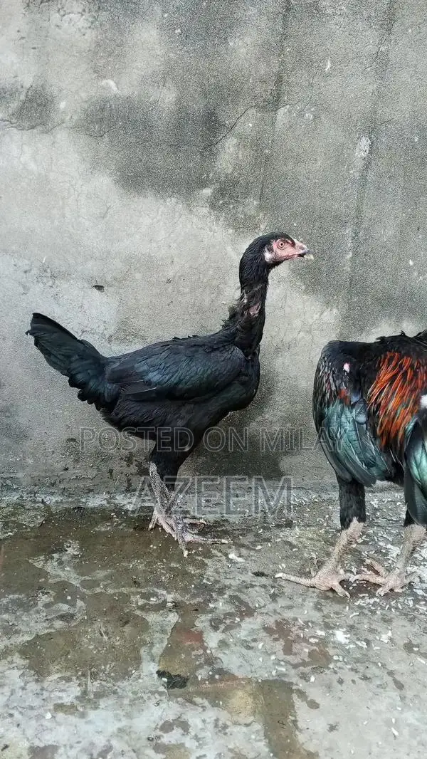 Authentic Thai Seal Pair - Traditional Cultural Artifact