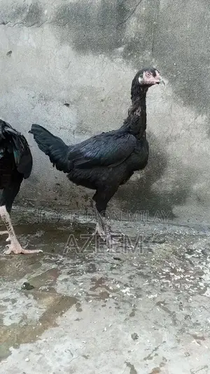 Authentic Thai Seal Pair - Traditional Cultural Artifact