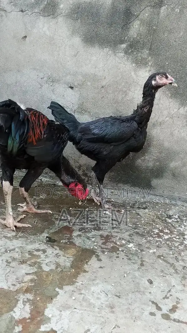 Authentic Thai Seal Pair - Traditional Cultural Artifact