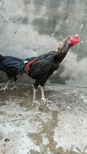 Authentic Thai Seal Pair - Traditional Cultural Artifact