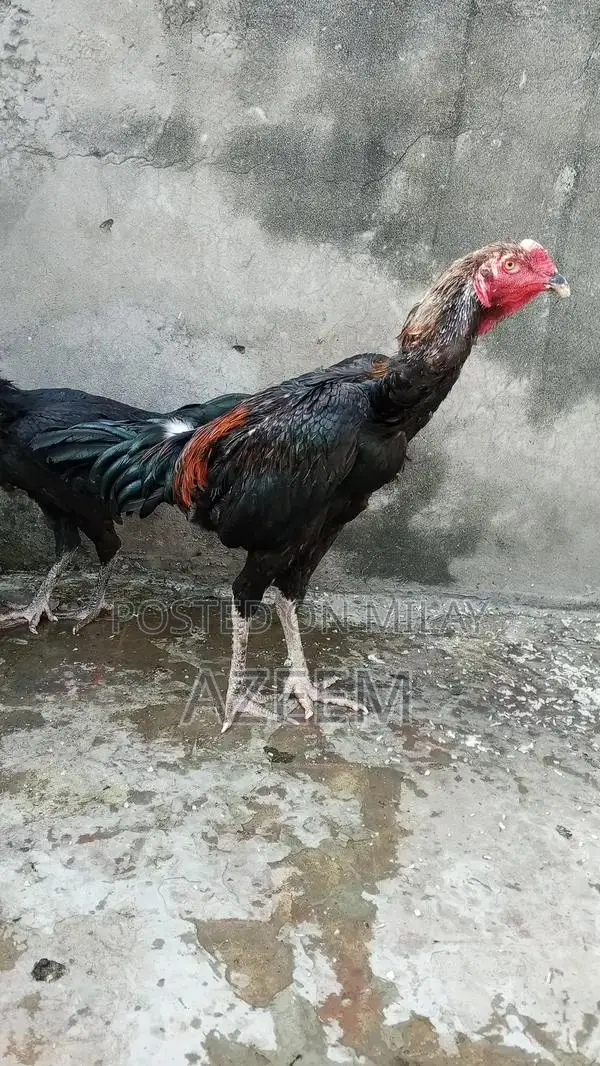 Authentic Thai Seal Pair - Traditional Cultural Artifact