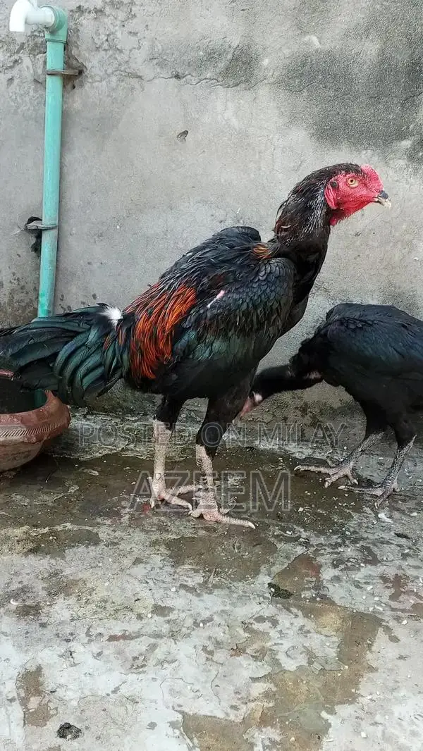 Authentic Thai Seal Pair - Traditional Cultural Artifact