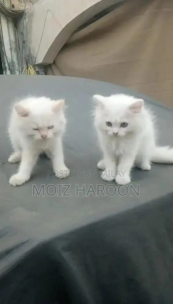 Purebred Persian Cats with Triple Coat and Doll Face