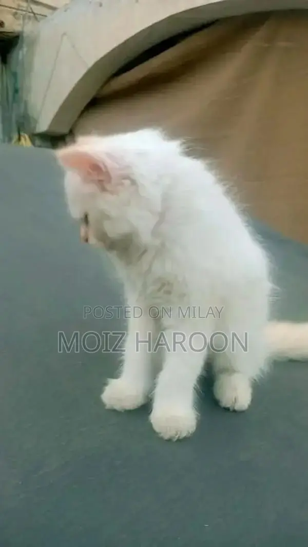 Purebred Persian Cats with Triple Coat and Doll Face