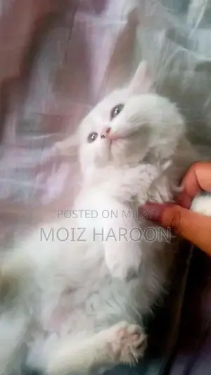 Purebred Persian Cats with Triple Coat and Doll Face