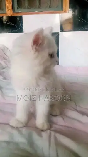 Purebred Persian Cats with Triple Coat and Doll Face