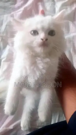 Purebred Persian Cats with Triple Coat and Doll Face