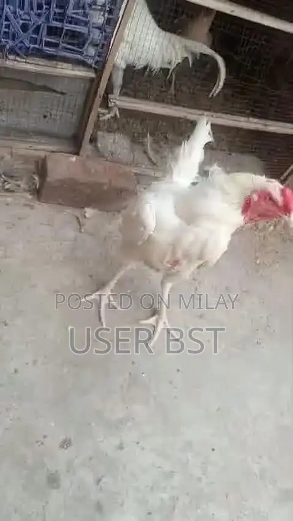 Pure Aseel Heera Rooster - Premium Fighting Cock Breed