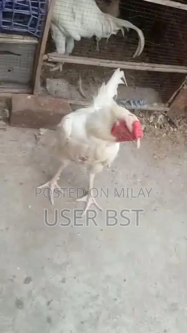 Pure Aseel Heera Rooster - Premium Fighting Cock Breed