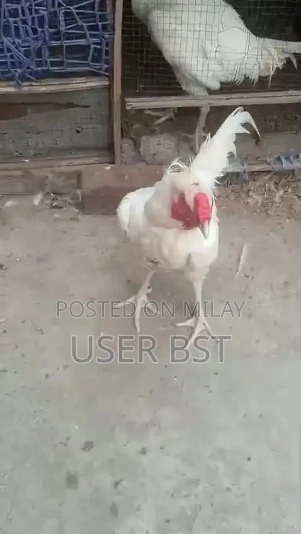 Pure Aseel Heera Rooster - Premium Fighting Cock Breed