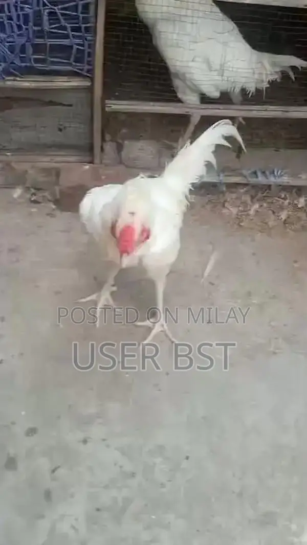 Pure Aseel Heera Rooster - Premium Fighting Cock Breed