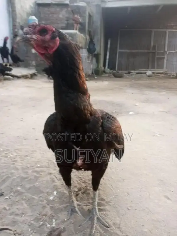 High-Quality Female Vietnam Breeding Pakoya Bird