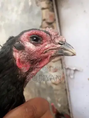 High-Quality Female Vietnam Breeding Pakoya Bird