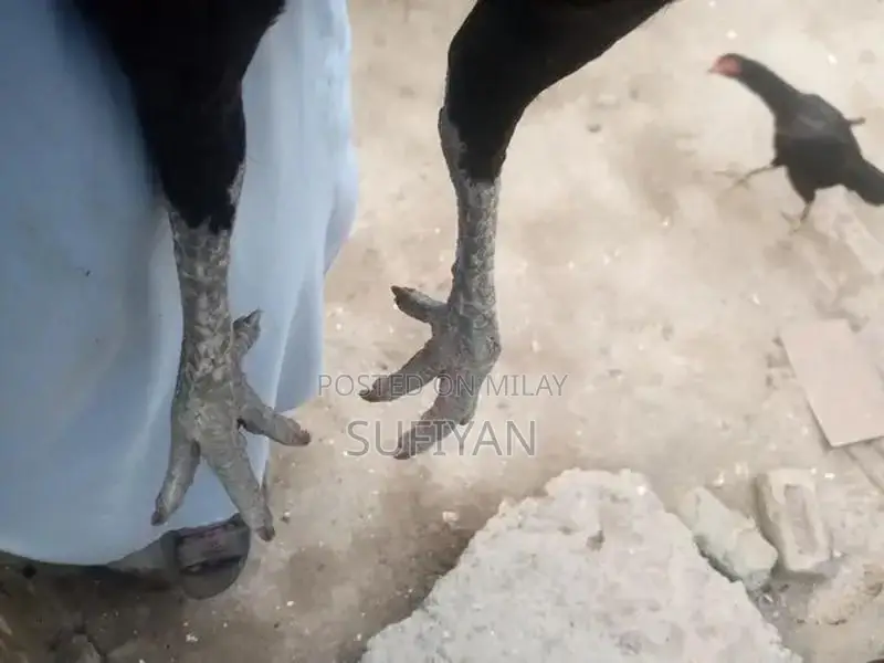 High-Quality Female Vietnam Breeding Pakoya Bird