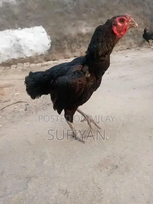 High-Quality Female Vietnam Breeding Pakoya Bird