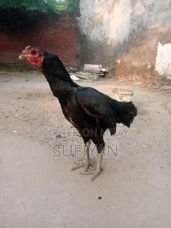 High-Quality Female Vietnam Breeding Pakoya Bird