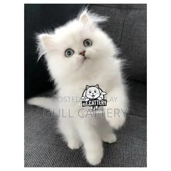 Persian British Punch Face Kitten - Adorable Companion