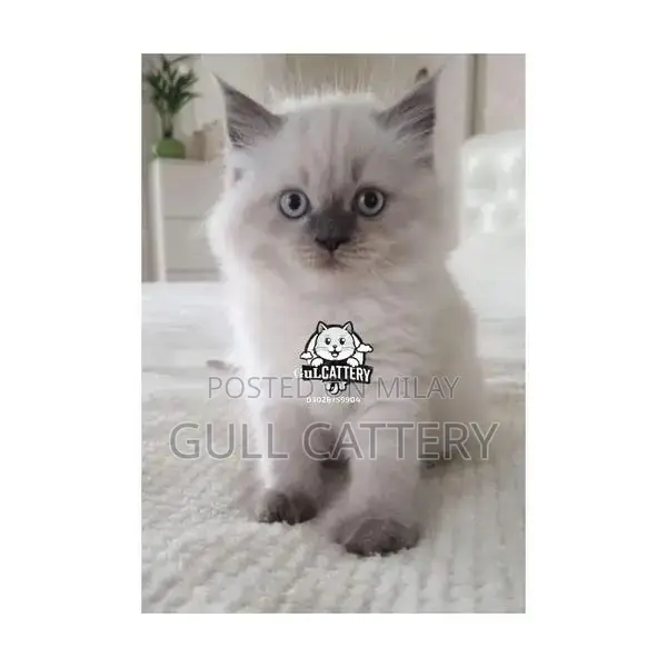 Persian British Punch Face Kitten - Adorable Companion