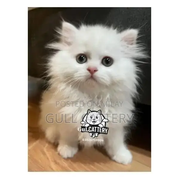Persian British Punch Face Kitten - Adorable Companion