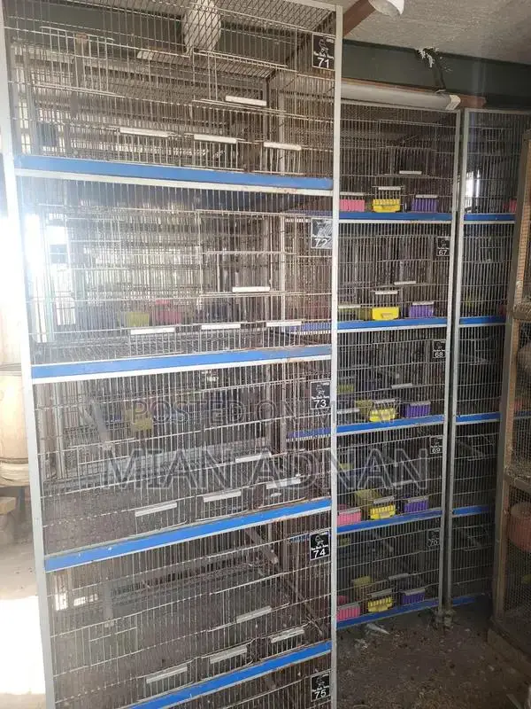 5-Month Used Bird Cage with 5 Portions