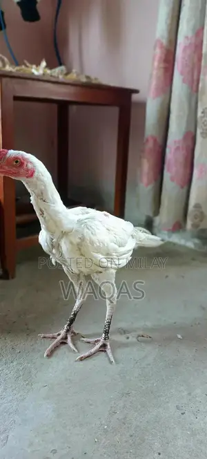 Hera Aseel Chicken Long Height Pure Breed Poultry