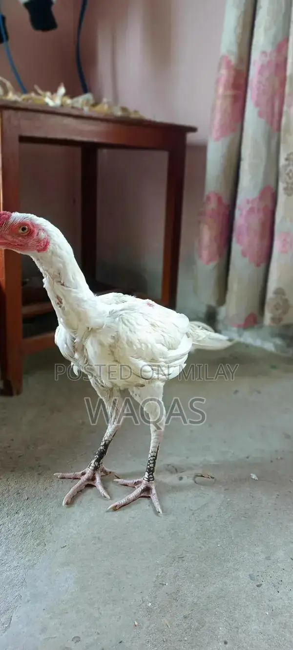 Hera Aseel Chicken Long Height Pure Breed Poultry
