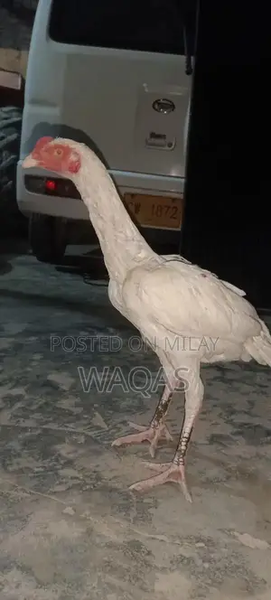 Hera Aseel Chicken Long Height Pure Breed Poultry