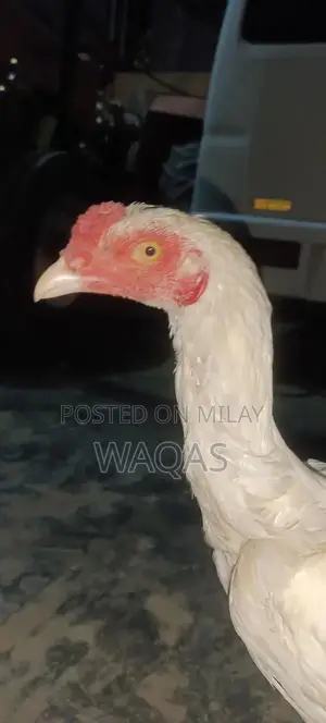 Hera Aseel Chicken Long Height Pure Breed Poultry