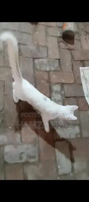 Photo - Friendly Male Domestic Cat Seeking New Home