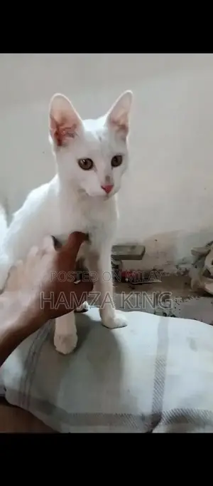 Friendly Male Domestic Cat Seeking New Home