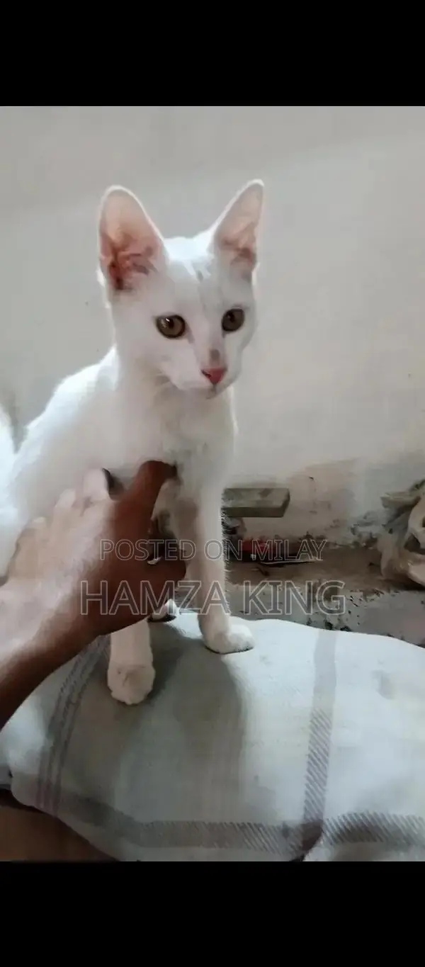 Friendly Male Domestic Cat Seeking New Home