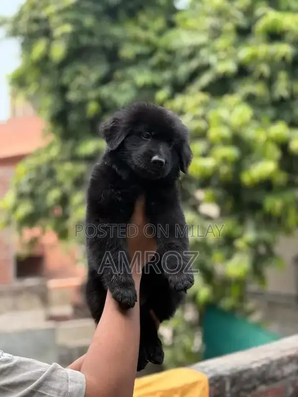 Female Black German Shepherd Puppy - 50 Days Old