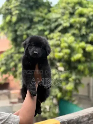 Female Black German Shepherd Puppy - 50 Days Old
