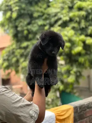 Female Black German Shepherd Puppy - 50 Days Old