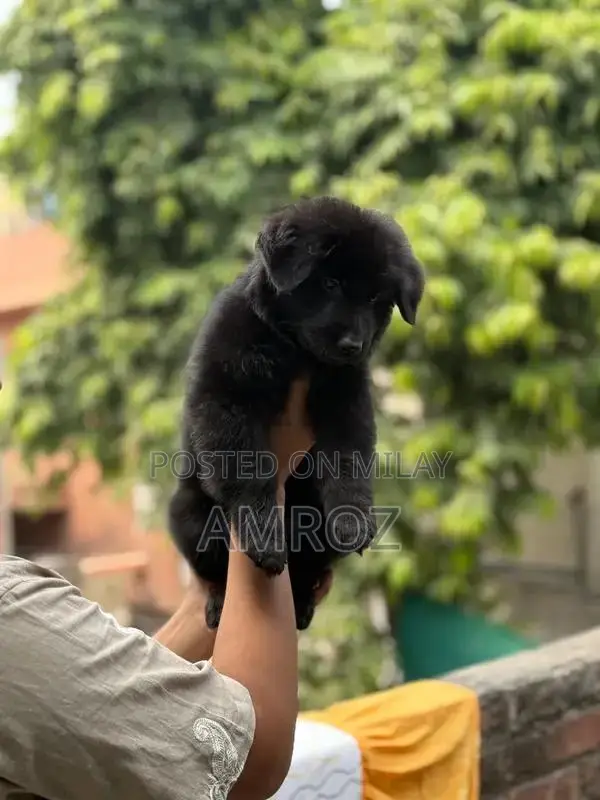 Female Black German Shepherd Puppy - 50 Days Old