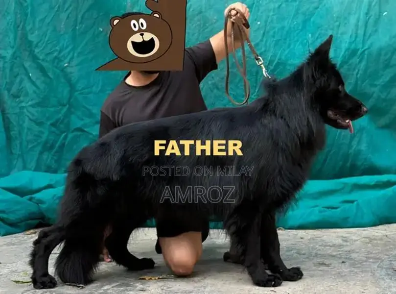 Female Black German Shepherd Puppy - 50 Days Old