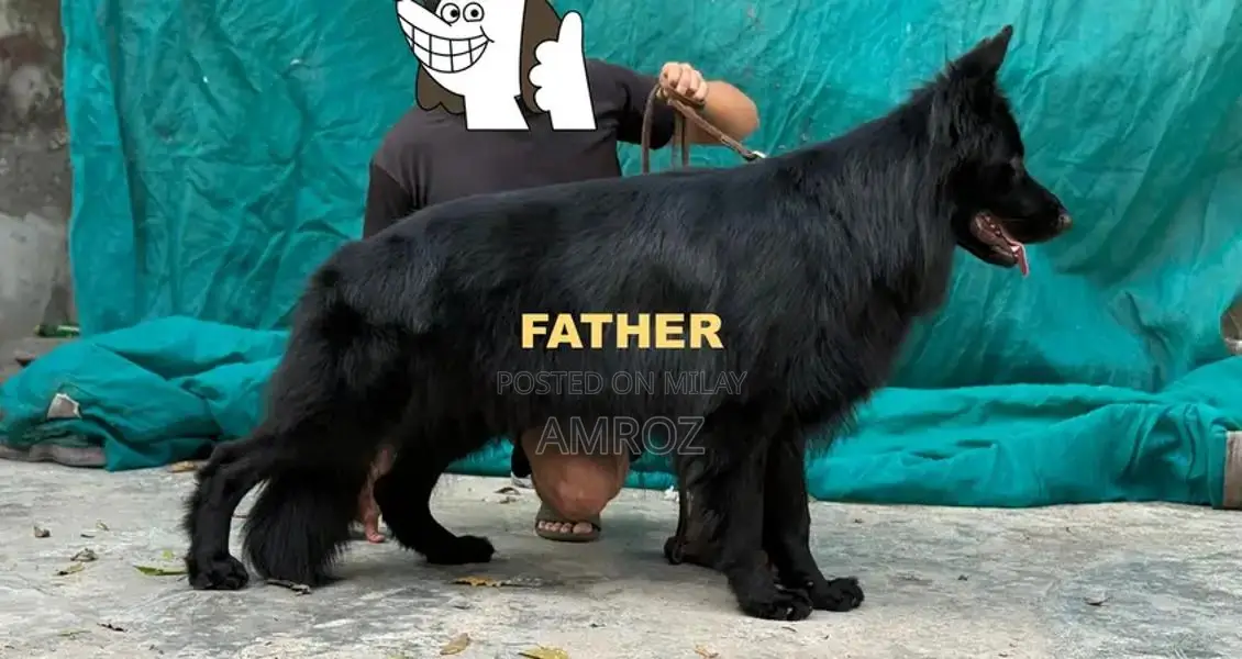 Female Black German Shepherd Puppy - 50 Days Old