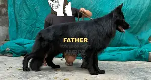 Female Black German Shepherd Puppy - 50 Days Old