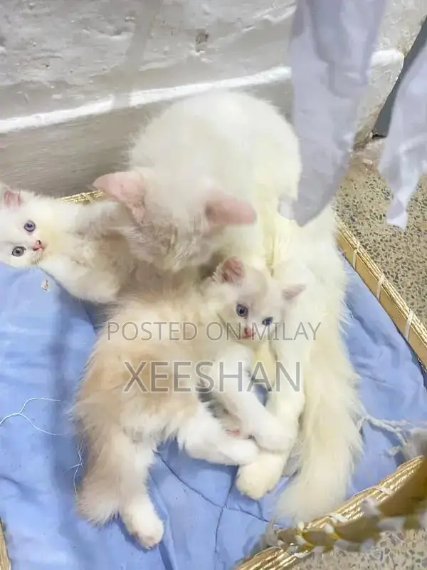 Adorable Kitten Pair - Young Feline Companions