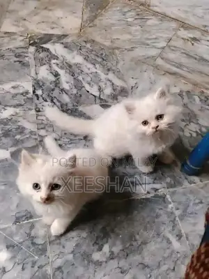 Adorable Kitten Pair - Young Feline Companions